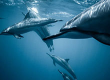 开云-胜利大逃亡!这是一场属于字母属于雄鹿全队的胜利